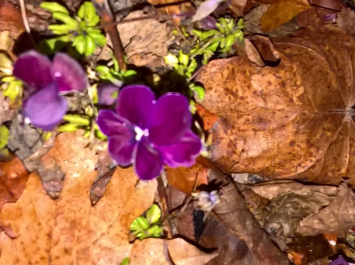 Lila vildvuxen pensé som blommar bland löv och gröna växter.