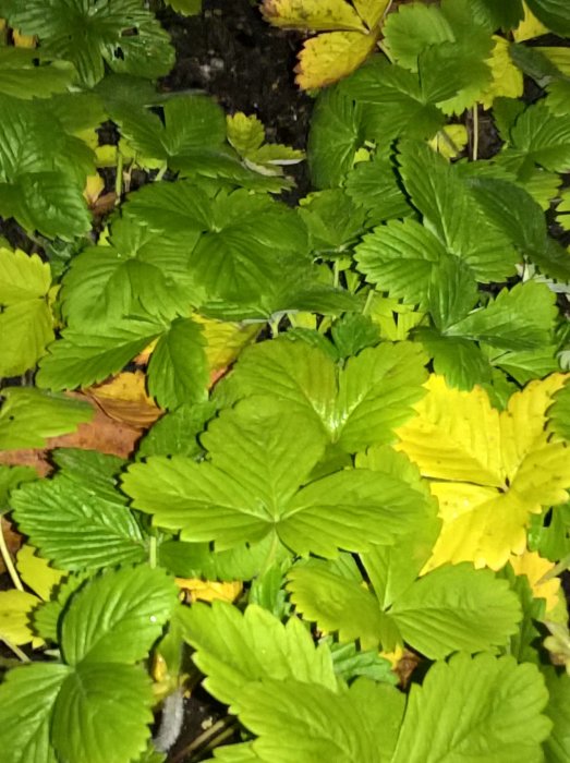 Täta gröna blad från vad som verkar vara vildvuxna smultronplantor blandat med gula höstfärgade blad.