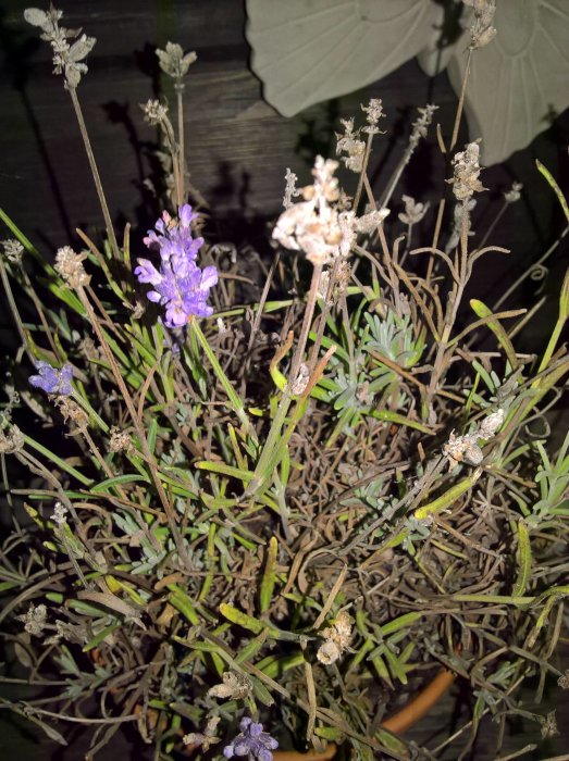 Överblommad lavendel och andra gröna växter i en odlingsbädd på natten.