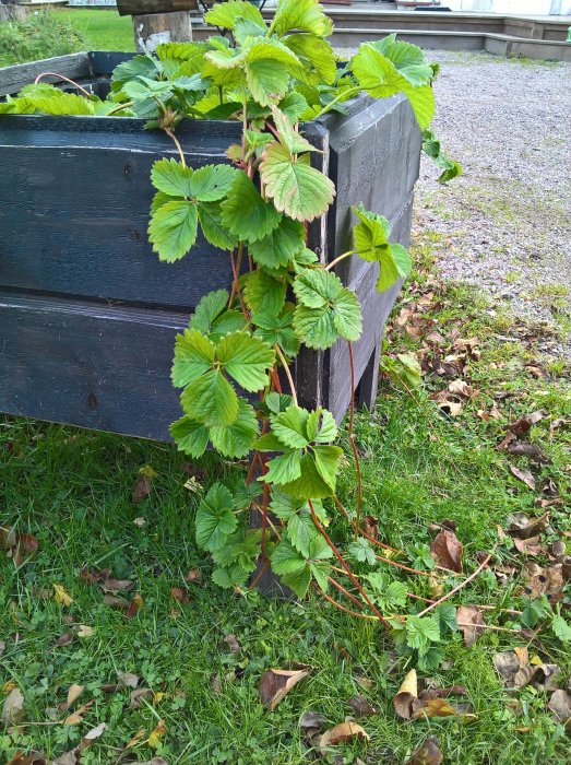 Jordgubbsplantor vid sidan av en svart träodlingslåda, med frodiga gröna blad och röda stjälkar som breder ut sig över gräset.