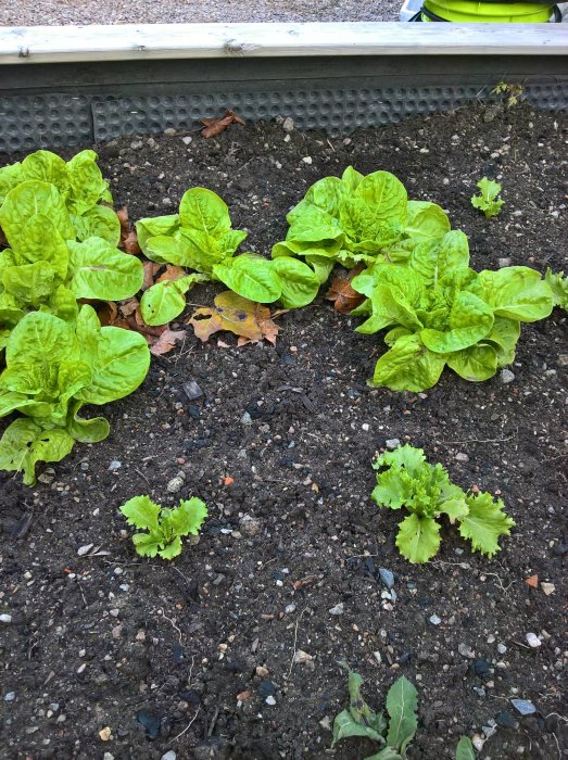 Pigg sallad som växer i en mörk jordbädd med några höstlöv och småstenar.