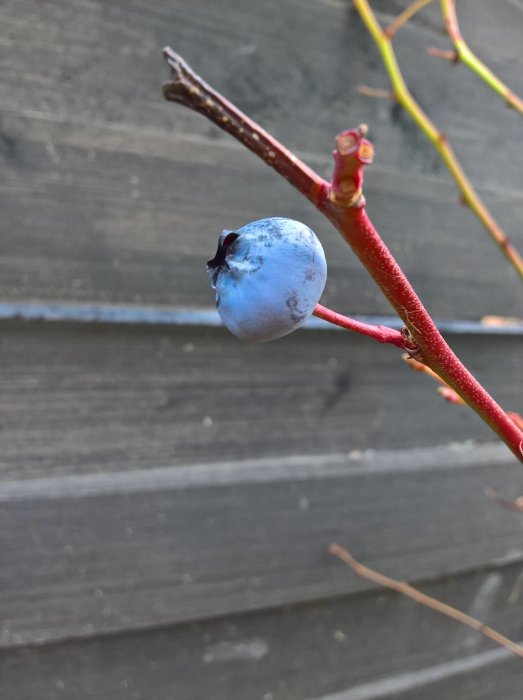 Närbild på ett mognat blåbär på en röd gren framför suddig träbakgrund.