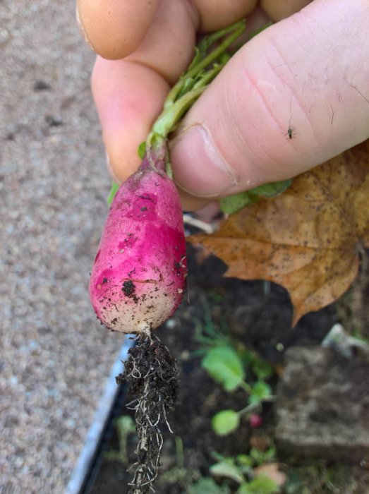 Nyupptagen rädisa i handen med jordrester, intill ett gulnat löv.