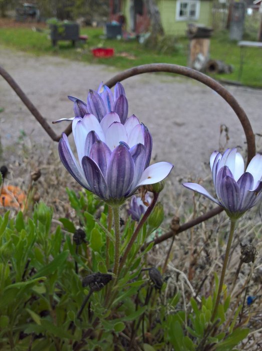 Vita och lila blommor i fokus med suddig bakgrund av en trädgård, taget på morgonen i november.