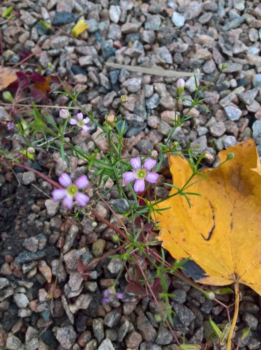 Lila blommor och ett stort gult löv på grusig mark, tidig morgonljus, höstiga färger.