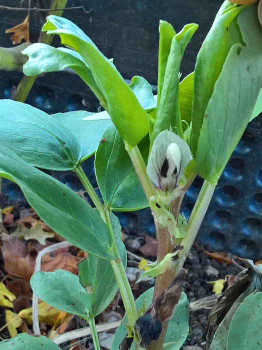 Närbild på bondböna med en vit och svart blomma och gröna blad.