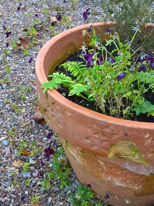 Terrakottakruka med penséer och gröna blad, placerad på grusig mark.