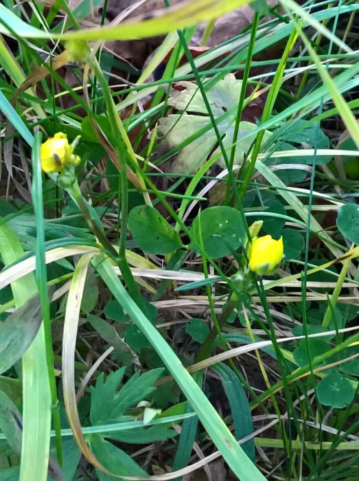 Gul blomma bland grönt gräs och löv tagen på morgonen i november.