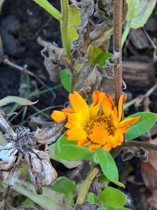 Gul blomma i närbild med vissna växtdelar omkring, tagen i novemberljus.