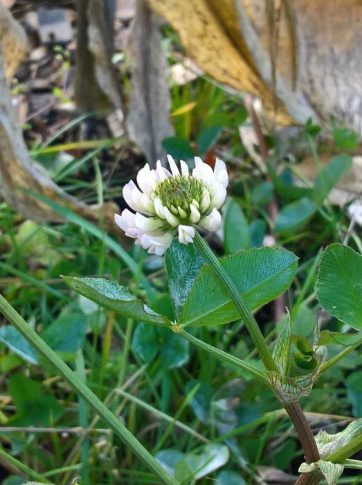 Närbild av vitklöverblomma med dewdroppar på blad i morgonljuset.