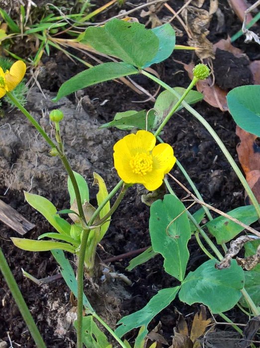 En gul smörblomma och gröna blad mot jordig bakgrund, tagen i novemberljus.