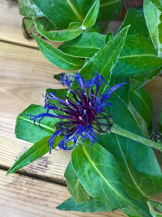 Blå och purpurfärgad blomma med gröna blad, mot träbakgrund, troligtvis en pensé.