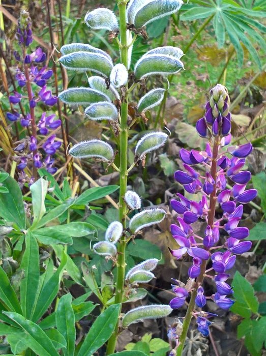 Växter med lila blommor och fluffiga frökapslar i ett trädgårdsland fotograferade i dagsljus.