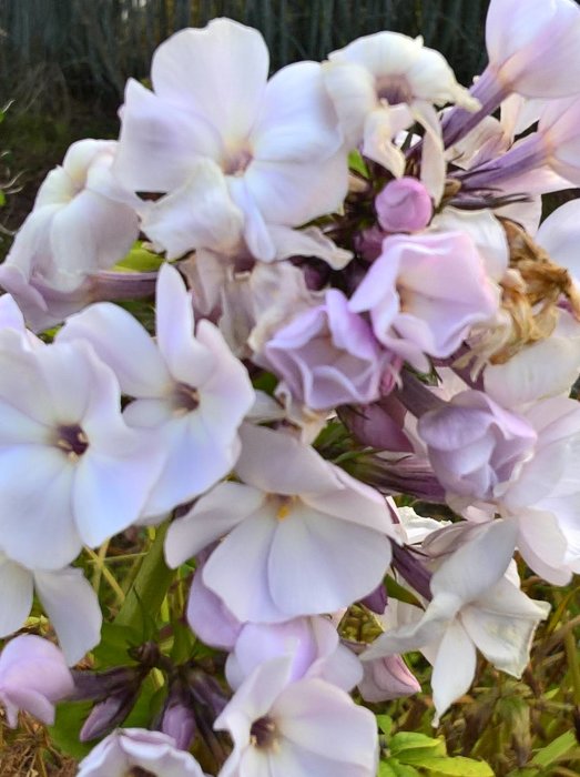 Närbild av ljuslila och vita blommor i dagsljus, troligen sockerärter, med några vissna blad, fotograferade i november.