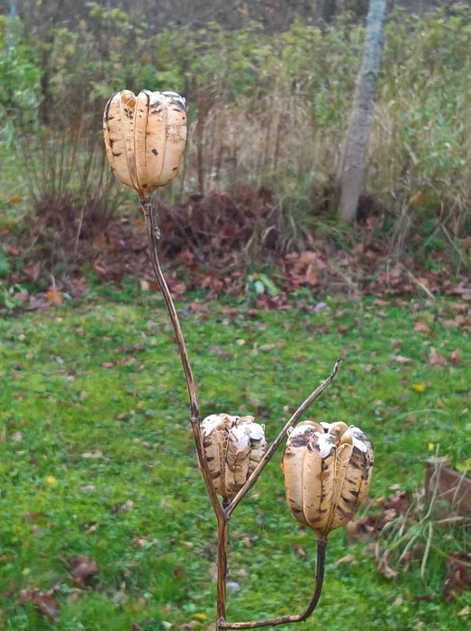 Alt: Överblommade bondbönor på en gren framför en trädgård i november.