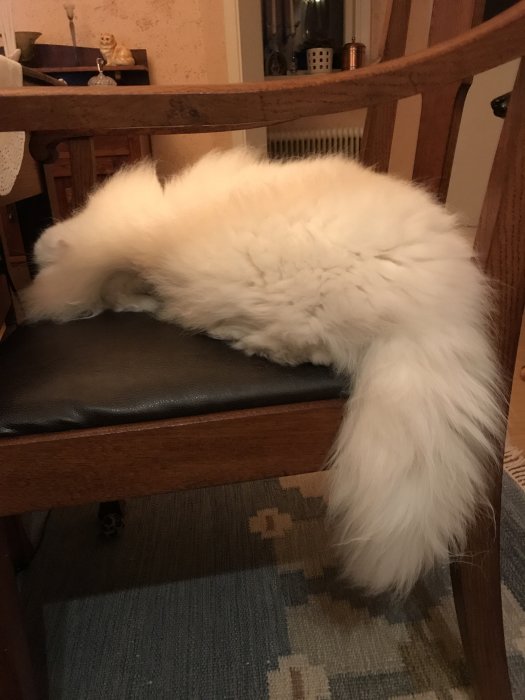 Fluffig ljus katt sover ombonat på en brun ekstol med lädersits.