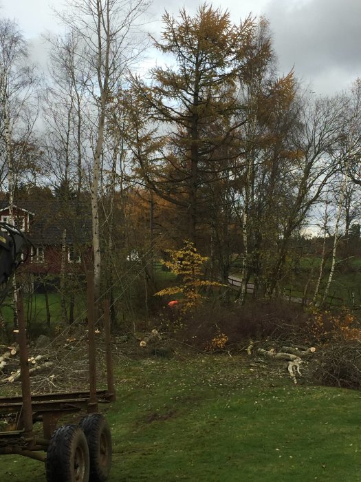 Trädgård efter röjning med högar av grenar och stockar, och ett släpvagnschassi i förgrunden.