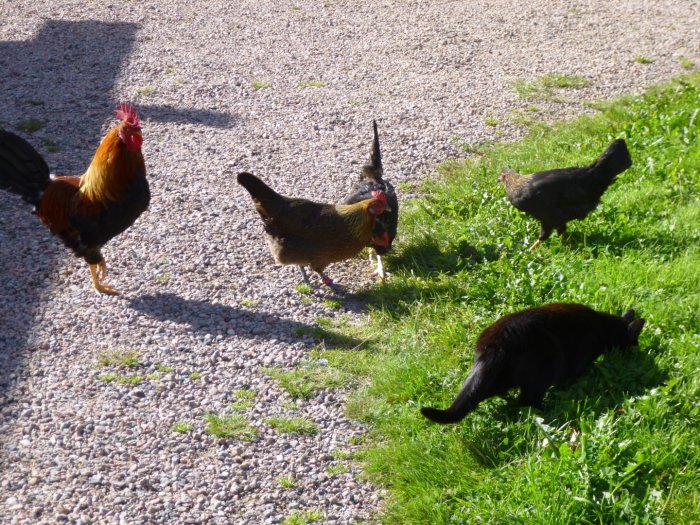 Katt som äter majs tillsammans med höns utomhus på en grusväg.