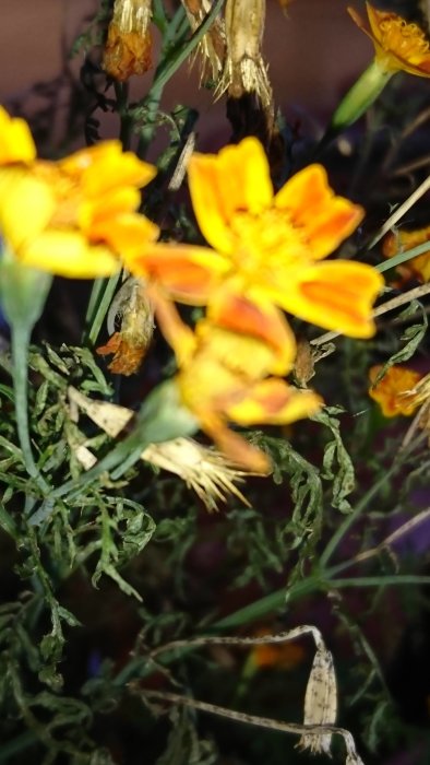 Närbild på gulorange ätbar tagetes och visnande blomblad med suddig bakgrund.