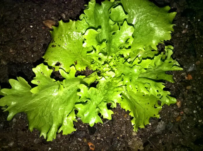 Grön sallad i jord som klarat kylan, dags att skörda inför vintern.