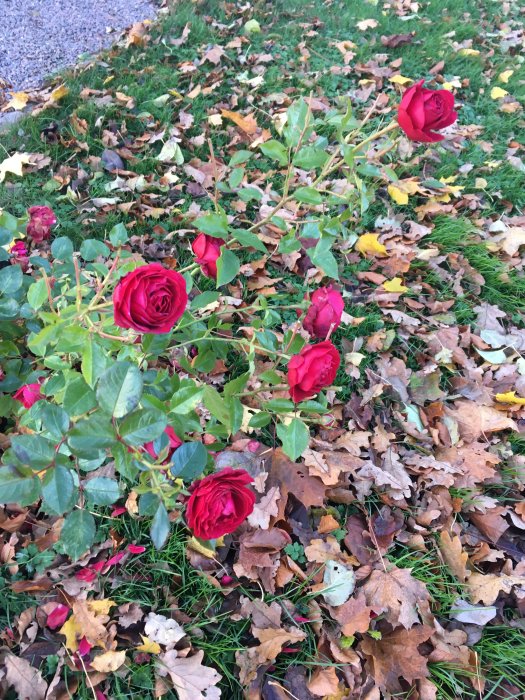 Röda rosor i förgrunden med spridda höstlöv på gräsmattan.