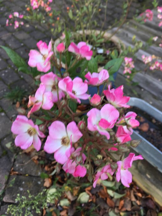 Blommande rosa buskros i kruka på stenplattor med suddig bakgrund.