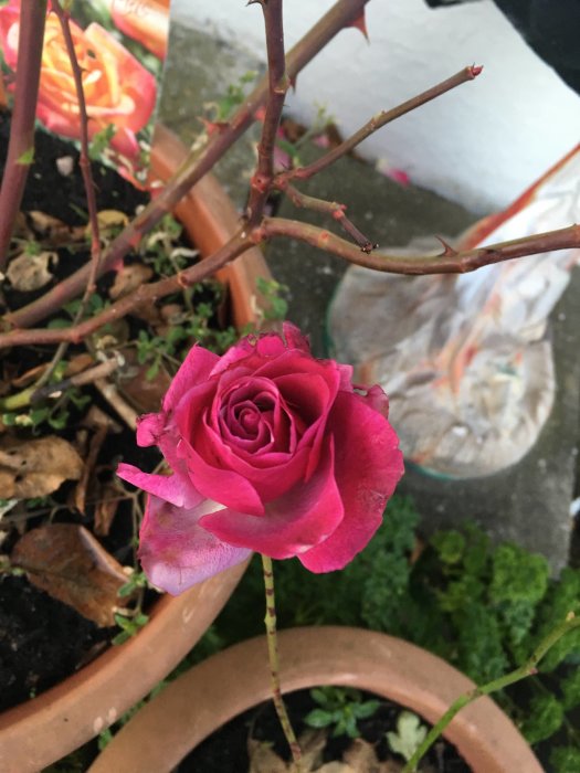 En blommande rosa buskros i en terrakottakruka med gröna blad och bar jord.