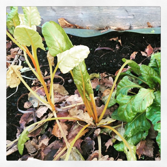 Mangoldplantor med gröna blad och gula stjälkar i jord omgivna av löv.