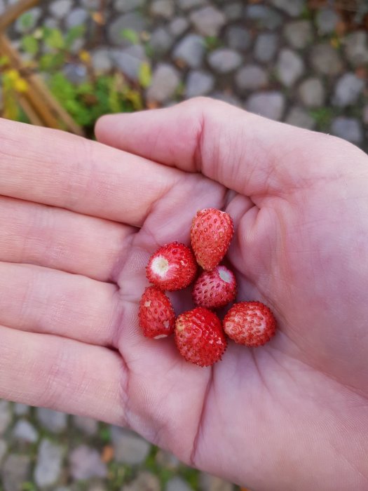 En hand håller en skörd av mogna smultron mot en suddig bakgrund av marksten.