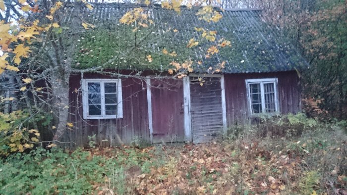 Övergivet rödfärgat hus med mossigt tak och förfallna fönsterluckor omgivet av vildvuxen vegetation.