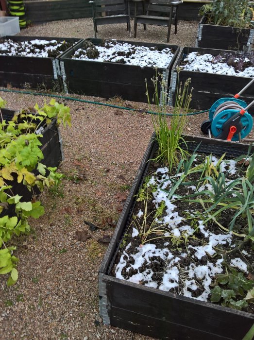 Trädgårdsland med återupplivade Physalisplantor bland snötäckta jordbäddar, med trädgårdsslangvinda i bakgrunden.