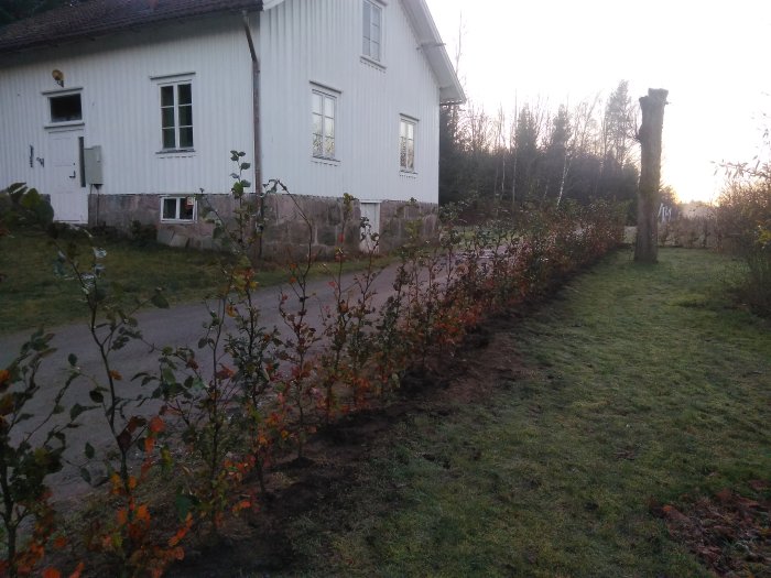 Nyplanterad häck med 175 böcker längs en husvägg och gräsmatta vid solnedgång.