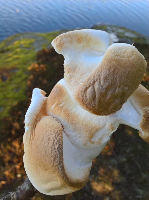 Grillerade marshmallows på en pinne med en bakgrund av en lugn vattenspegling och grönska.