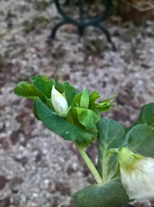 Närbild av den sista sockerärtblomman i grönska, tålig trots hårt väder.