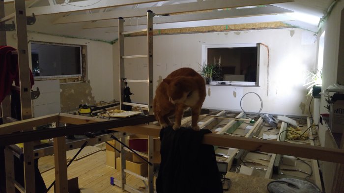 Röd katt undersöker en träkonstruktion i hus under renovering.