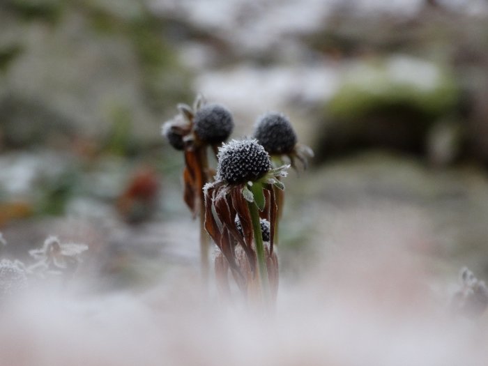 Frostiga strålrudbeckia 'Magnus' med snöpartiklar på knopparna mot en suddig bakgrund.