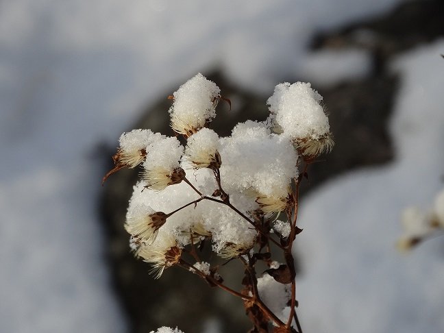 Frostiga solhattar (Rudbeckia) med snötäcke mot en mörk och snöig bakgrund.