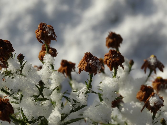 Frostiga solhattar täckta av snö med suddig bakgrund av snötäckt mark.