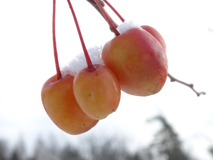 Frostiga korallapel frukter 'Professor Sprenger' med snö på en suddig bakgrund.