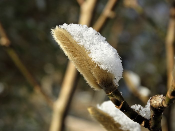 Magnolia 'Wada's Memory' blomknoppar täckta av snö och frost.