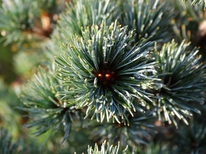 Vattendroppar på barr av Coloradogran 'Abies concolor Compacta' i solljus.