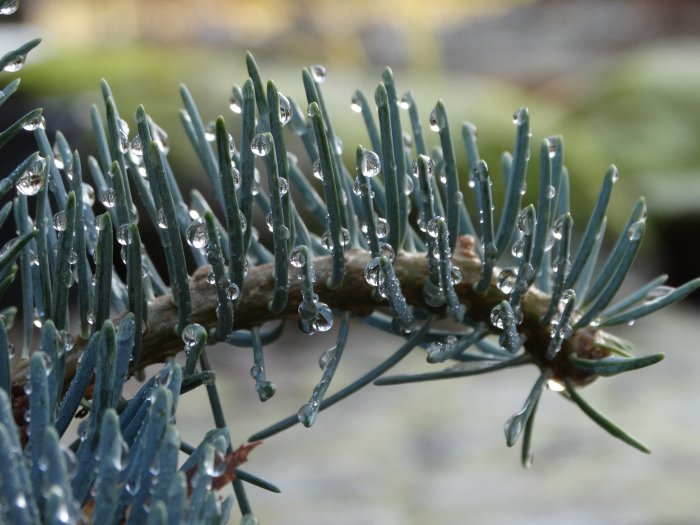 Närbild på vattendroppar som glänser på barr av Coloradogran, Abies concolor 'Compacta'.