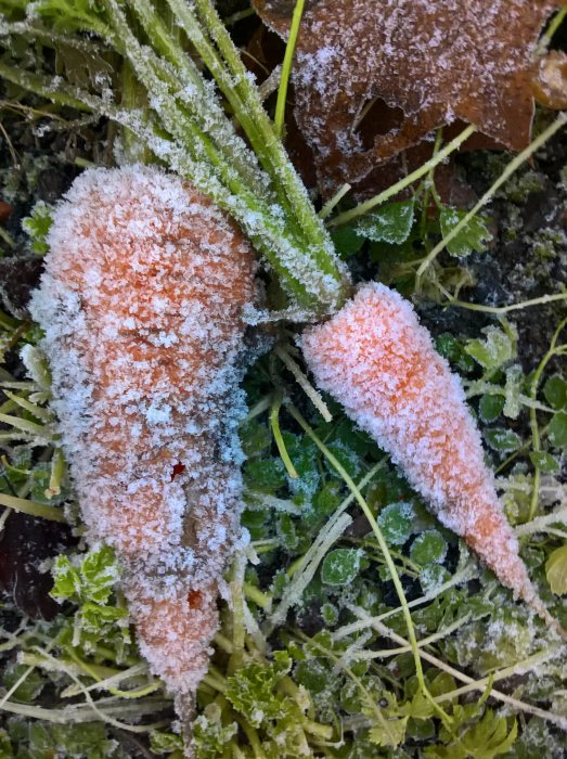 Två morötter täckta med frost ligger på kylig mark med gröna blad.