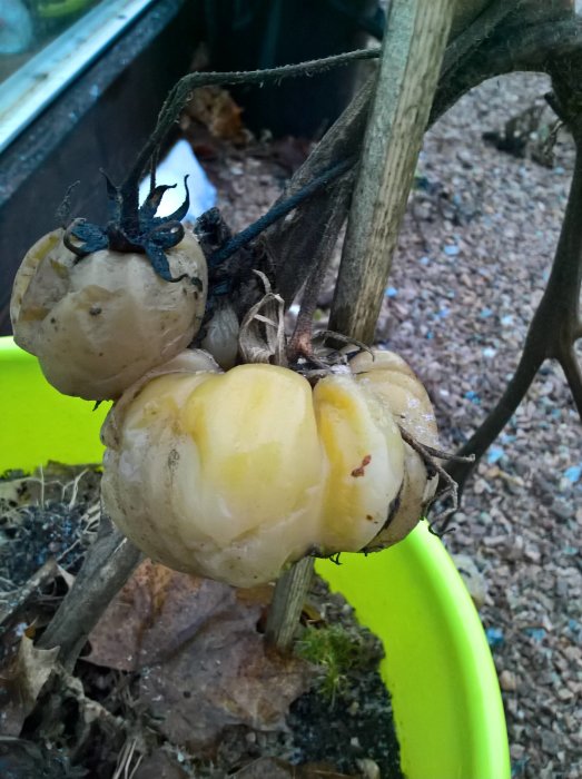 Grågula skrumpna och delvis frysta tomater på gren i trädgården, tecken på kallt väder.