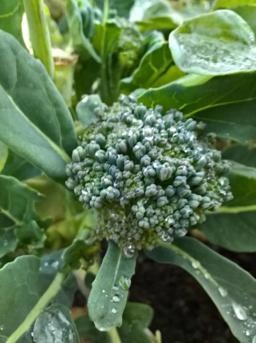 Nyskördad broccoli med daggdroppar på bladen i en trädgård, robust mot kallt väder.