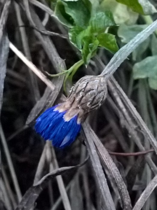 En vissnande blåklint bland torra strån och gröna blad.