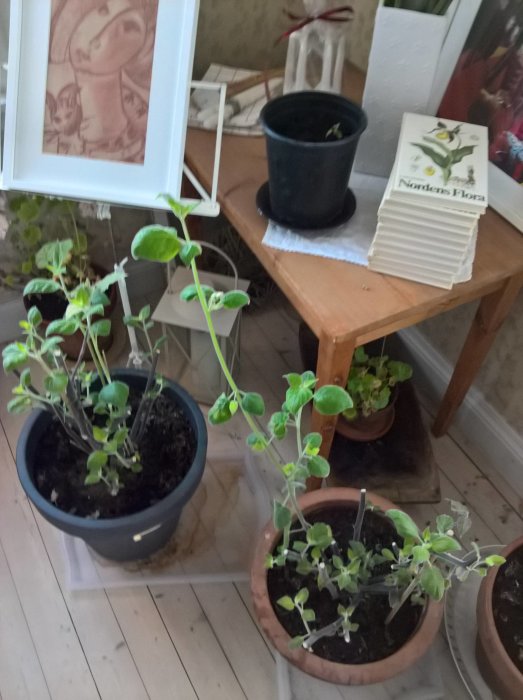 Inomhusvy av sex physalisplantor i krukor med en bok "Nordens Flora" på ett träbord.