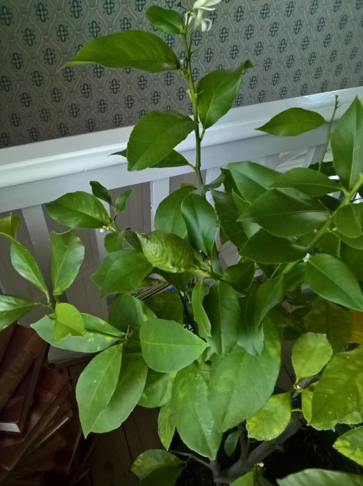 Inomhus citronträd med både stora och små citroner mot en tapetserad vägg.