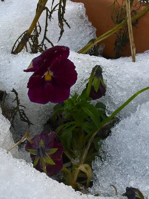 Mörkröd penséblomma som tittar fram från smältande snö.