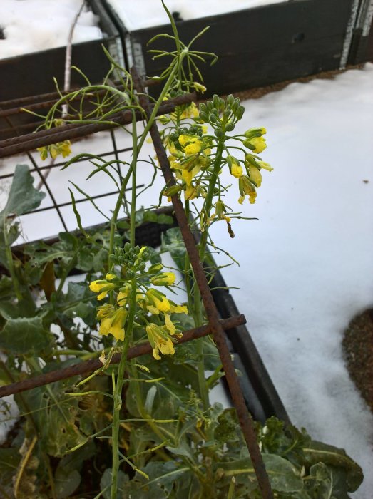 Blommande broccoli växer vid ett rostigt staket med snö i bakgrunden.